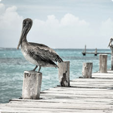 在线轰炸电话软件版